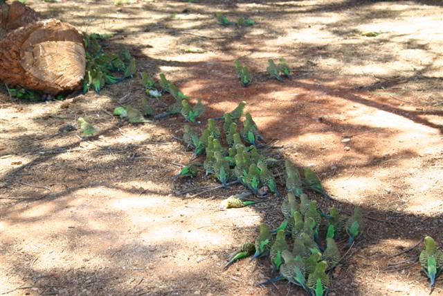 budgies fall from sky